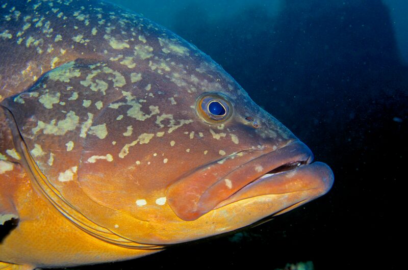 Epinephelus marginatus &ndash; Brauner Zackenbarsch