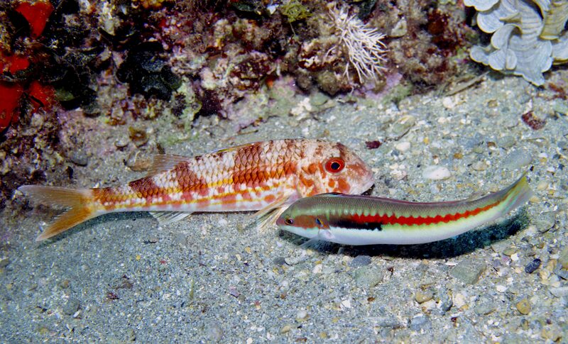 Lippfisch &ndash; Labridae